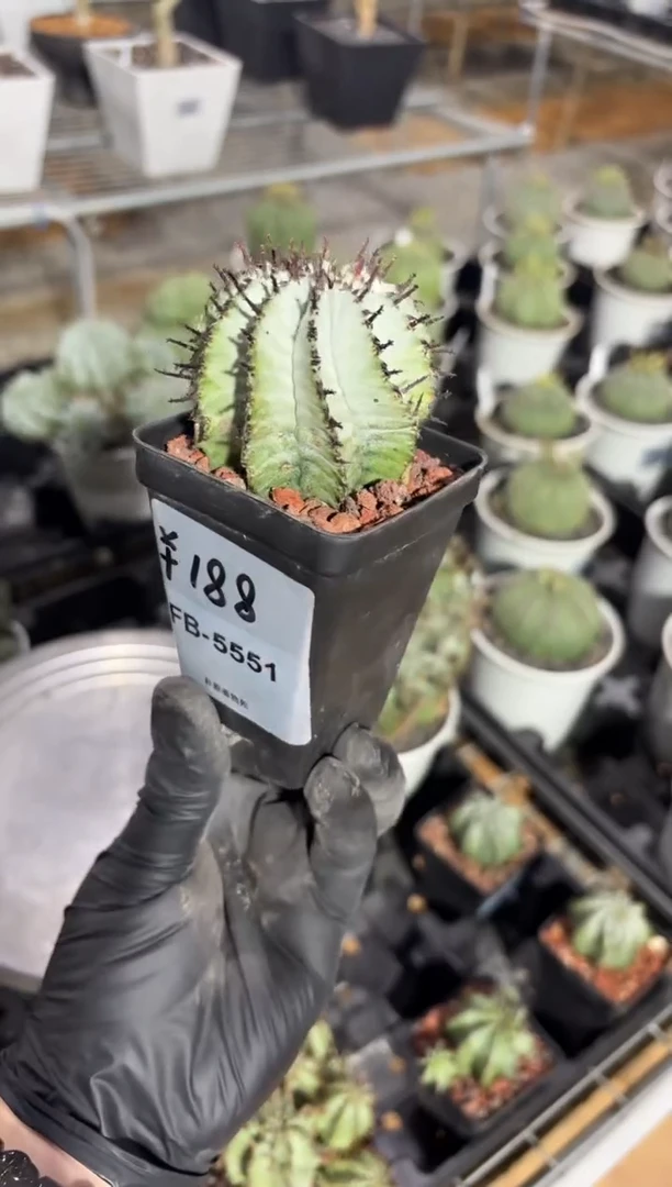 魁伟玉大戟FB-5551