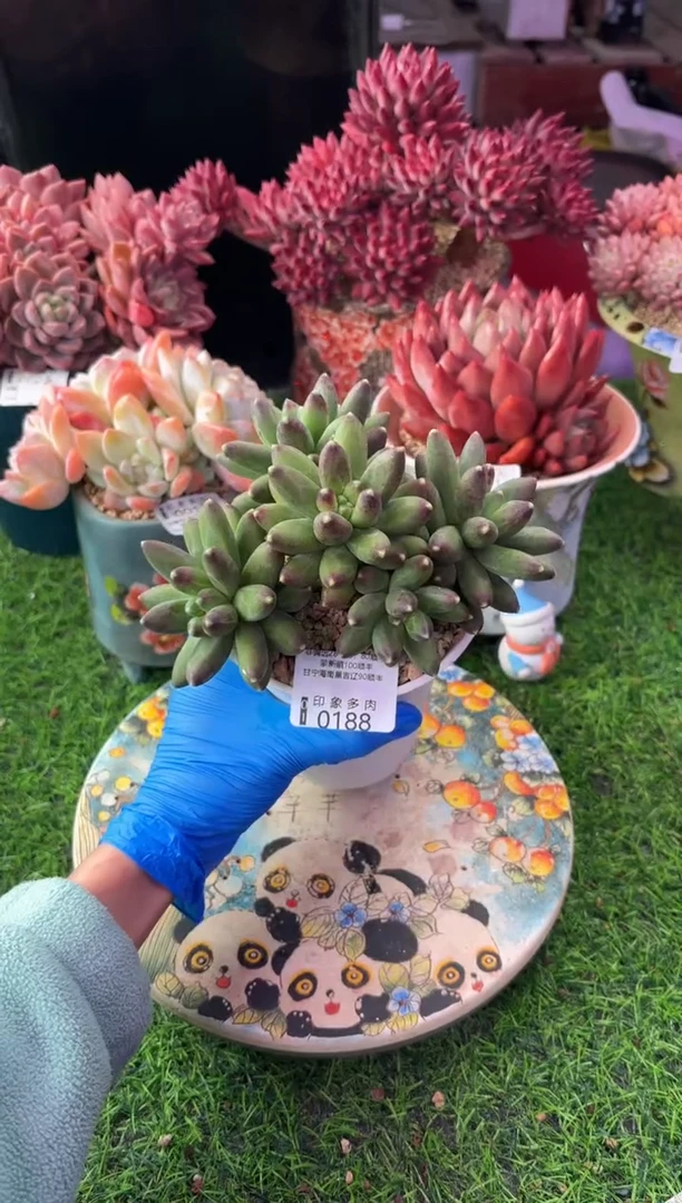 昆明印象多肉0188