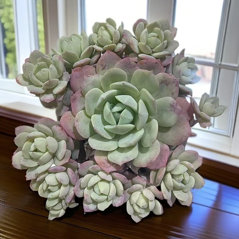 【百丽多肉】恋曲 精品多肉植物批发 一单包邮大福利品！