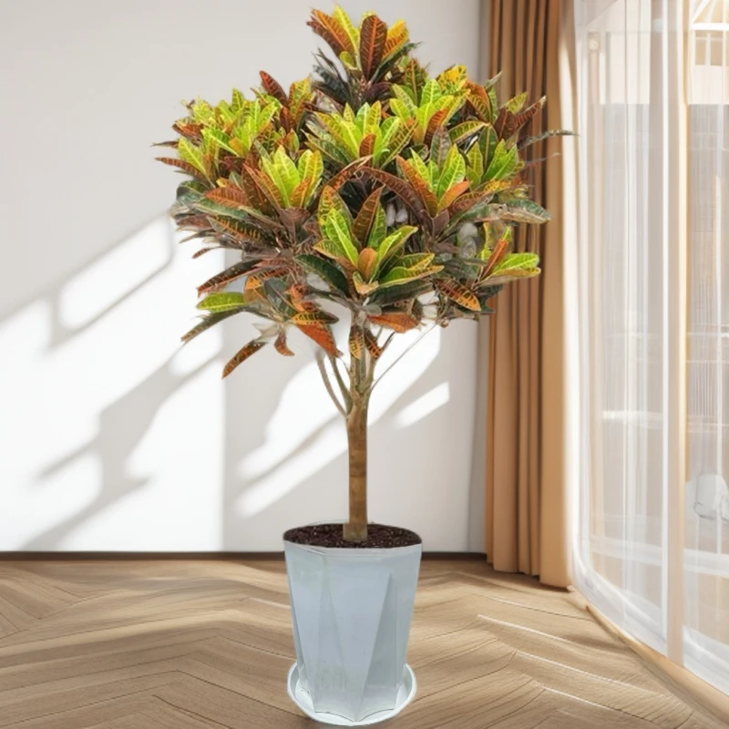七彩珊瑚变色木盆栽室内客厅绿植四季常青好养活绿植110cm-120cm