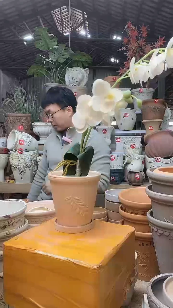 【闪购商品】缸1套13*13（红白）陶橄榄 送陶土托