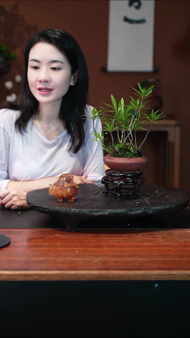 无花朵草*栀子花盆景盆景