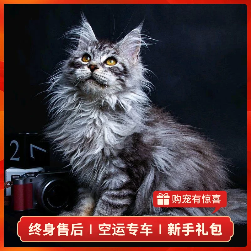 【妹妹】缅因猫幼猫幼崽纯种宠物猫咪活体