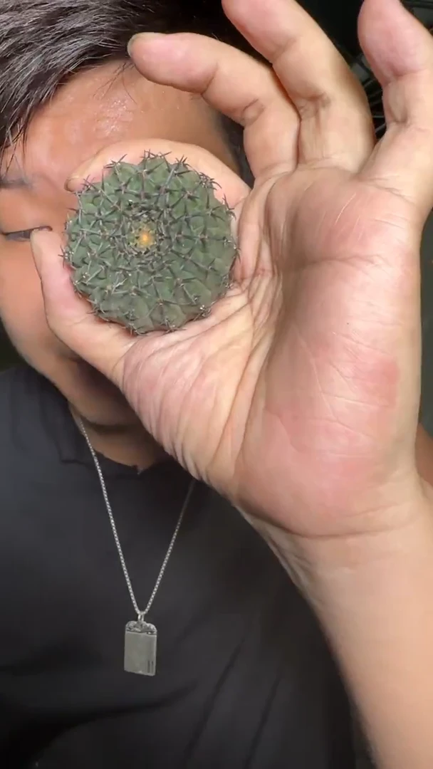实生根 黑刺凤头