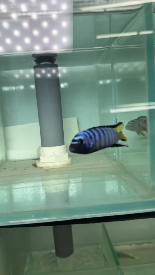 慈鲷鱼三湖慈鲷姆潘加