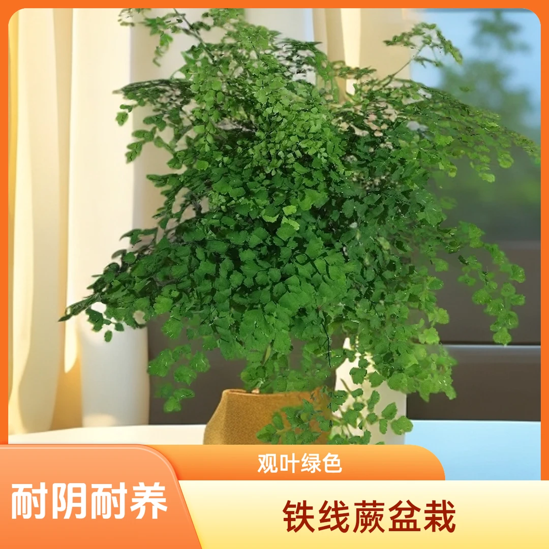 耐阴土培铁线蕨盆栽多年生常绿草本植物观叶室内绿植常春藤青藤