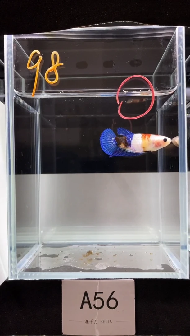 海水鱼拾**色A56565656