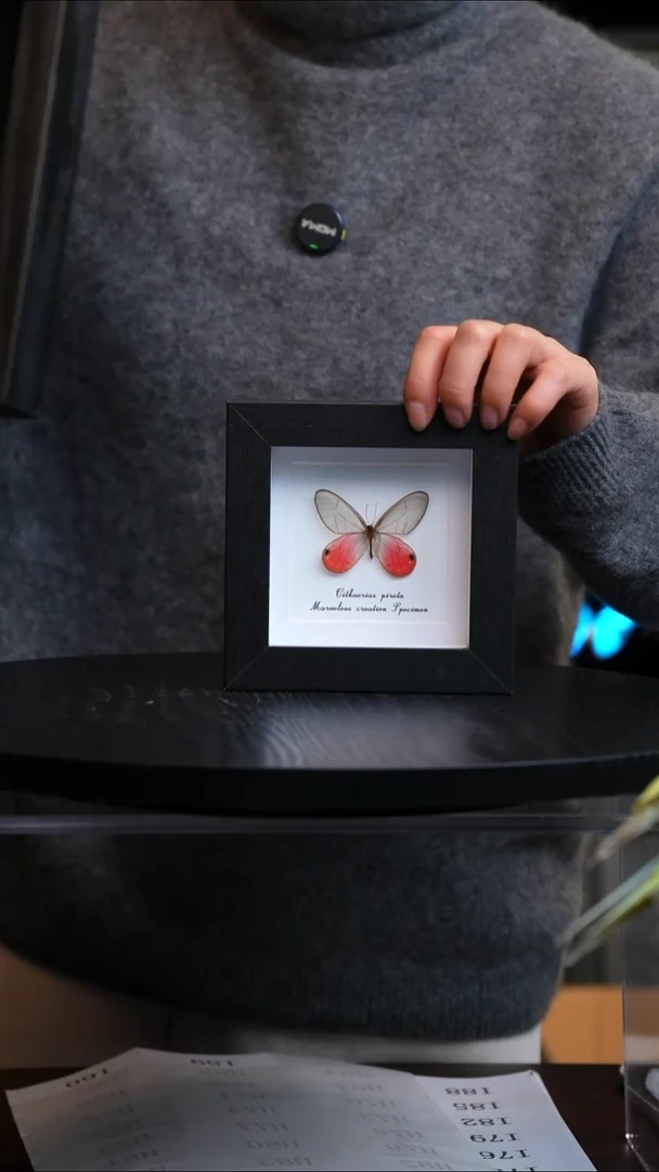 玫瑰绡眼蝶4寸方框