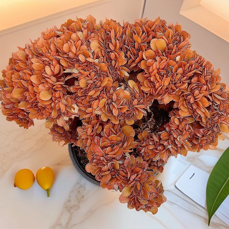 【月雅家 糖果缀化  越晒越红 多肉植物】好养 脱土发