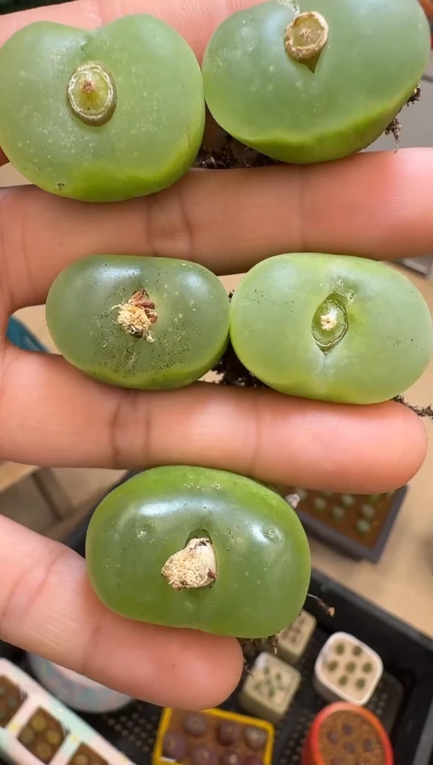 【闪购商品】19-5德国kkO泡一颗