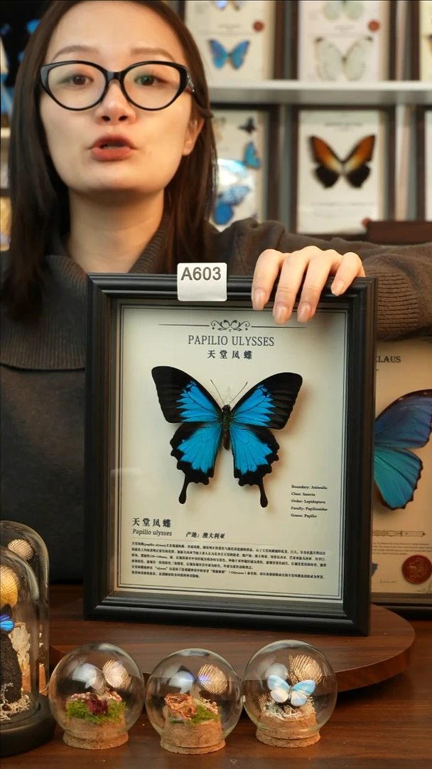 天堂凤蝶-中文（10寸欧式黑框）A603