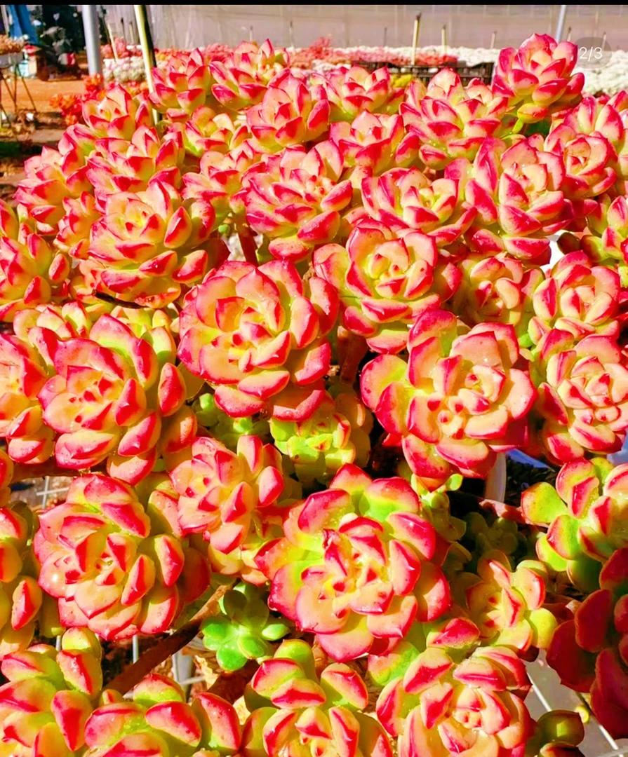 X爱格里斯玫瑰  好看好养 云南基地直发 带盆带土