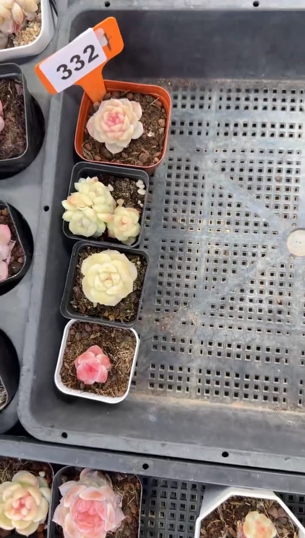 【闪购商品】一物一拍0222—332