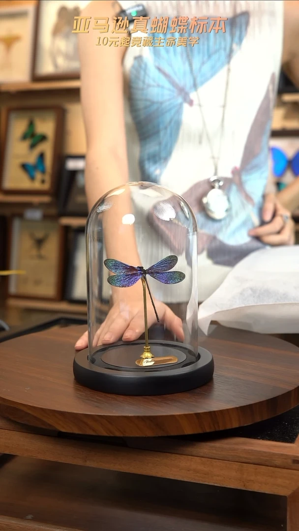 暗溪色蟌小号玻璃罩