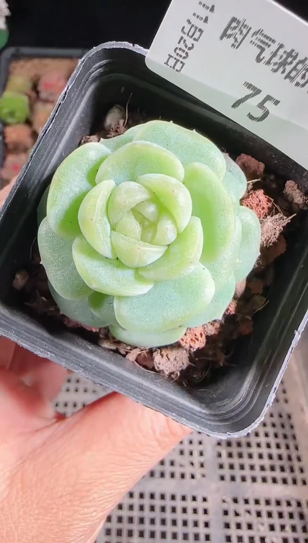 1120-75冰心27群生不包整