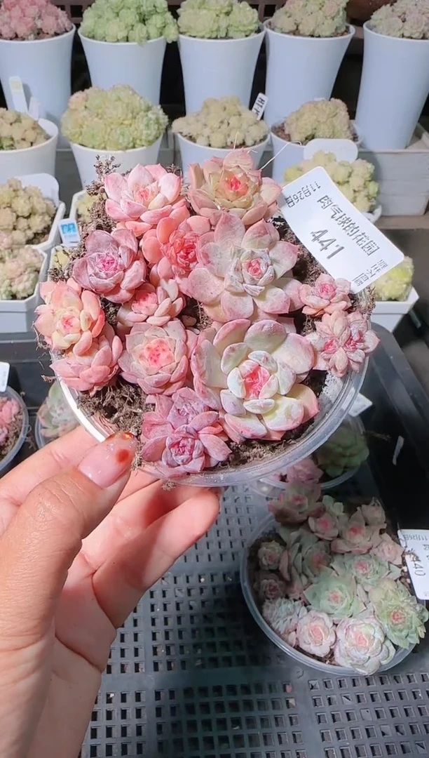 1126-441切糕群生不包整