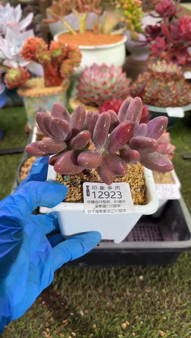 【闪购商品】12923