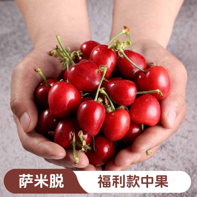 【萨米脱】福利款山西绛县大樱桃萨米脱现摘现发坏果包赔心形樱桃
