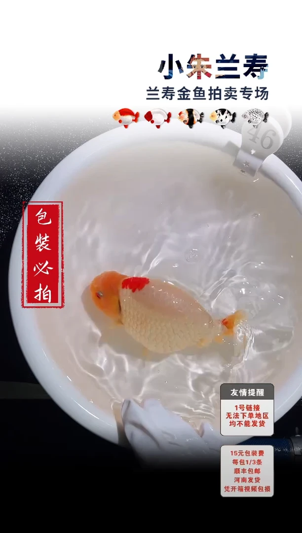 金鱼包装必拍未拍顺丰到付46号