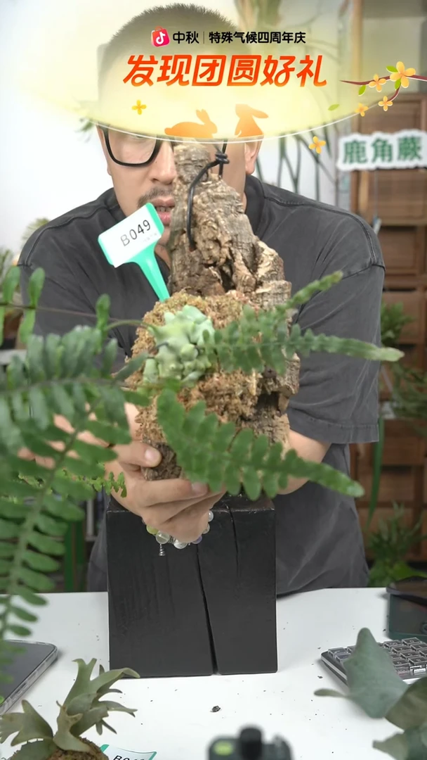 不开花植物B049-上板蓝蚁蕨