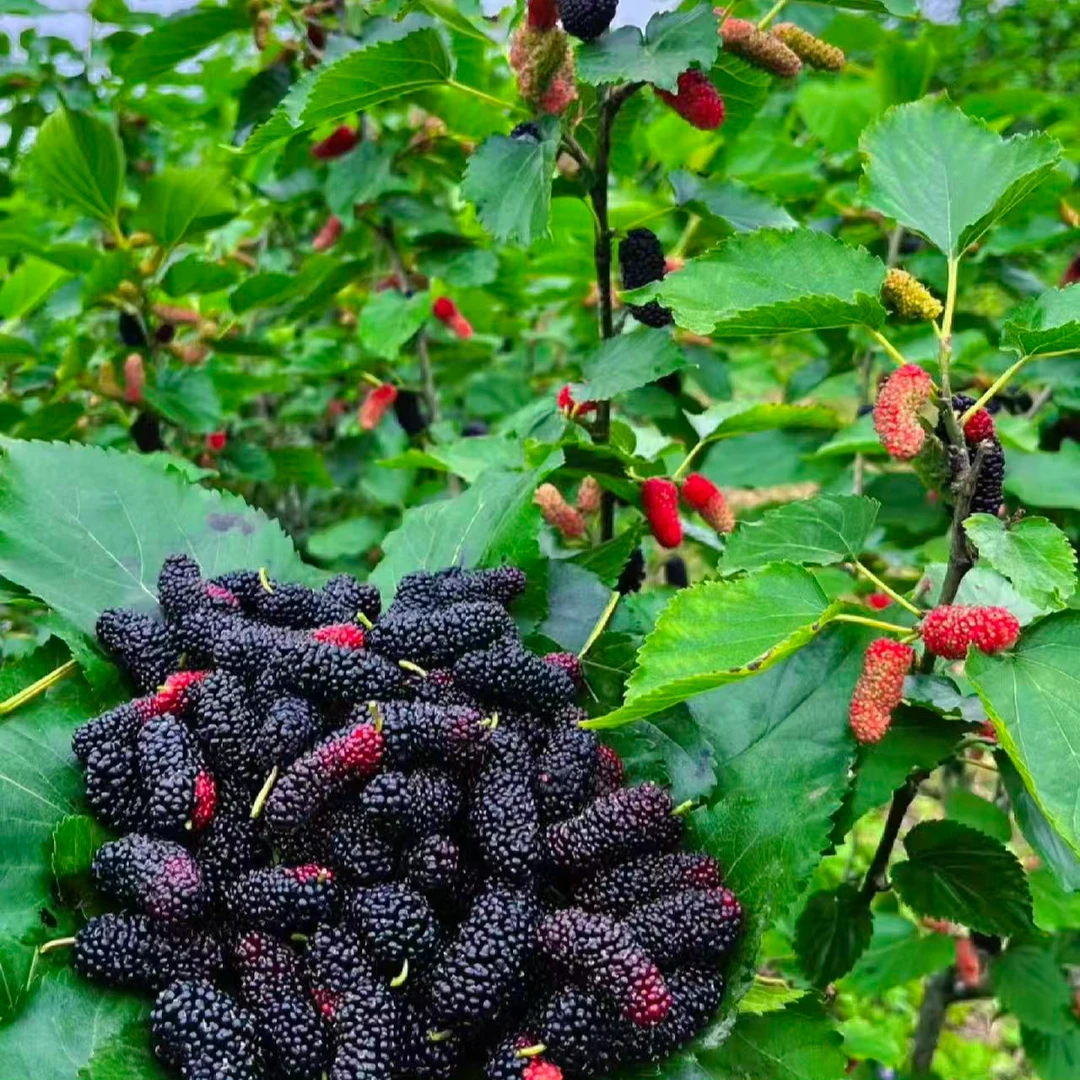 山货传统营养滋补品 桑葚02【代拍-通用链接】