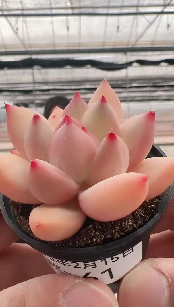 【闪购商品】新款多肉-61