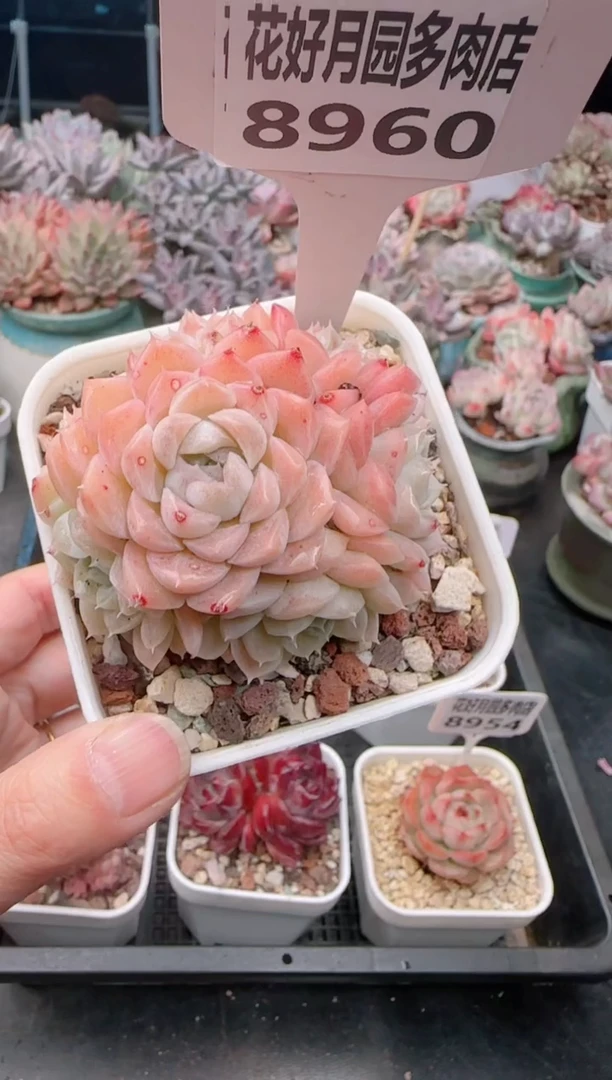 【闪购商品】8860.