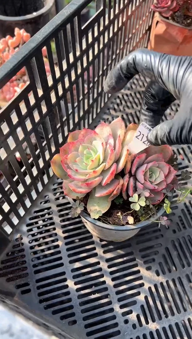 人***！阿迷洲一物一拍21202