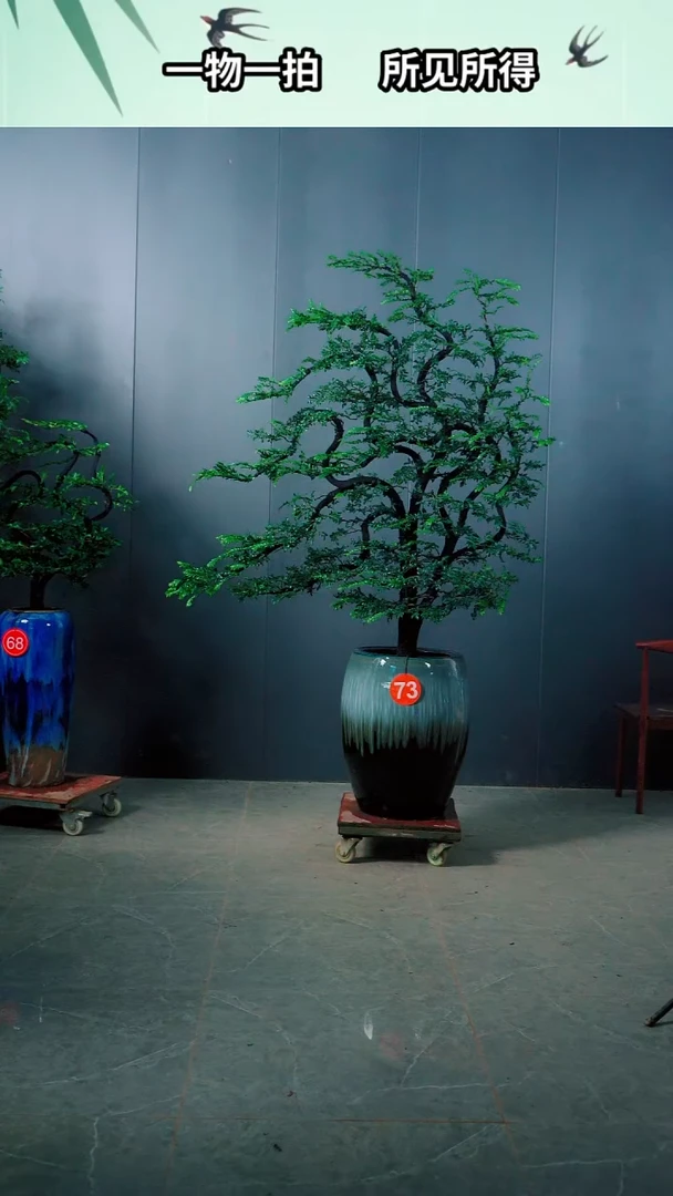 有机玻璃长*广东的小叶紫檀树66.