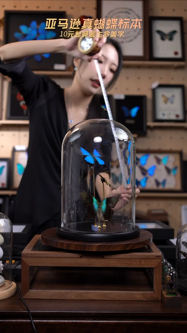 蝴蝶标本摆件竞拍A163