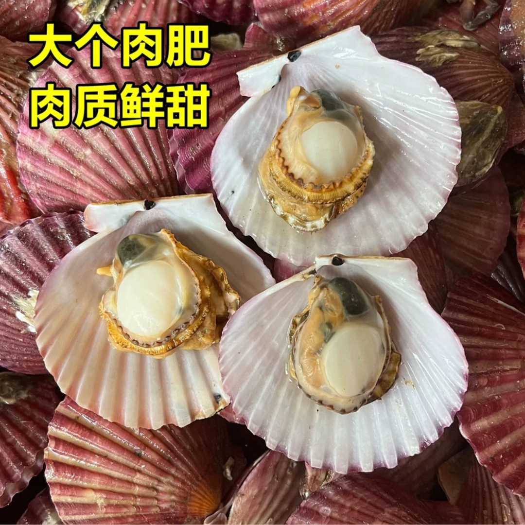 【净重2斤】鲜活扇贝鲜甜肥美鲜活保鲜发货新鲜现捞