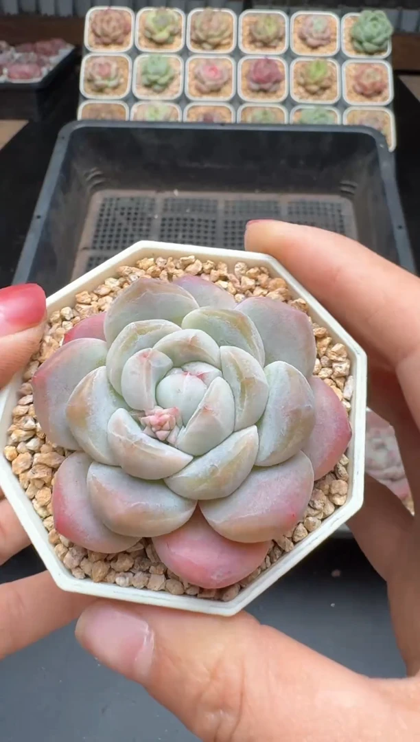 【闪购商品】579号 珍妮杂交多肉 花卉植物