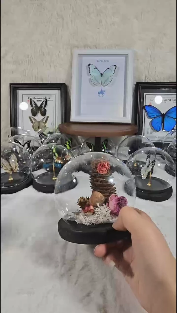 蝴蝶标本造景送朋友