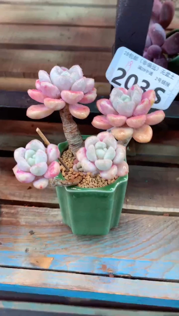 203S（一物一拍，精品多肉，所见即所得 ）