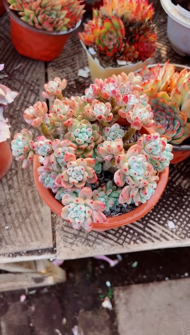 红***瘦多肉植物一物一拍14089