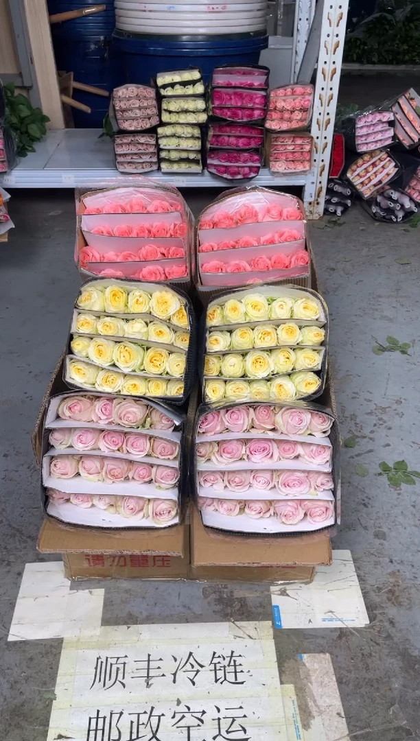 粉红20枝+奶油杯20枝+戴安娜20枝