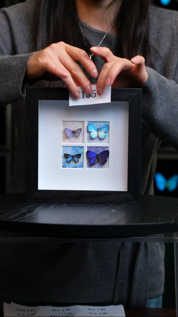 蝴蝶标本摆件竞拍M135