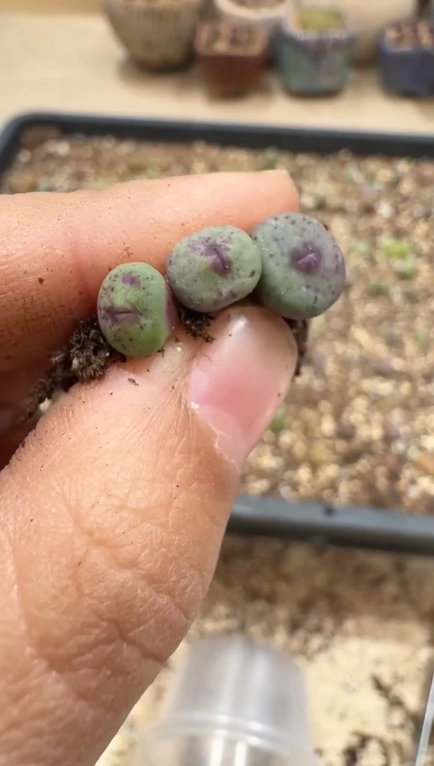 多肉植物肉锥3-91se一颗