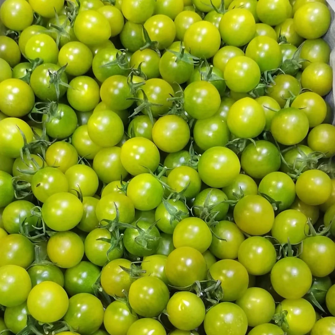 【糖珀虎翡翠千禧】翡翠千禧绿千禧爆汁小番茄西红柿脆甜多汁皮薄顺丰包邮山东省