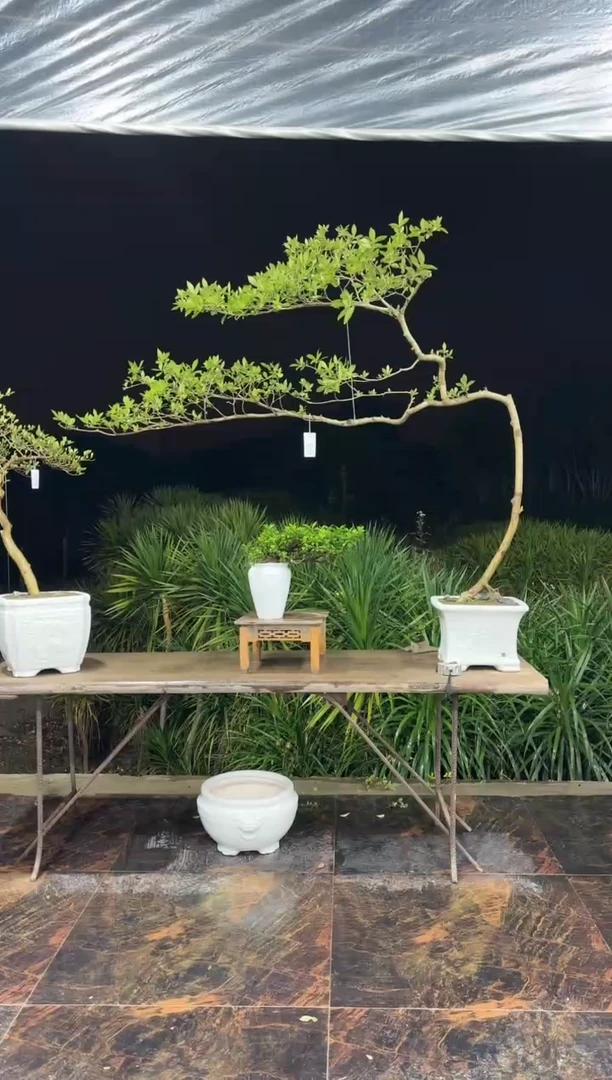 【闪购商品】盆景海岛栀子花