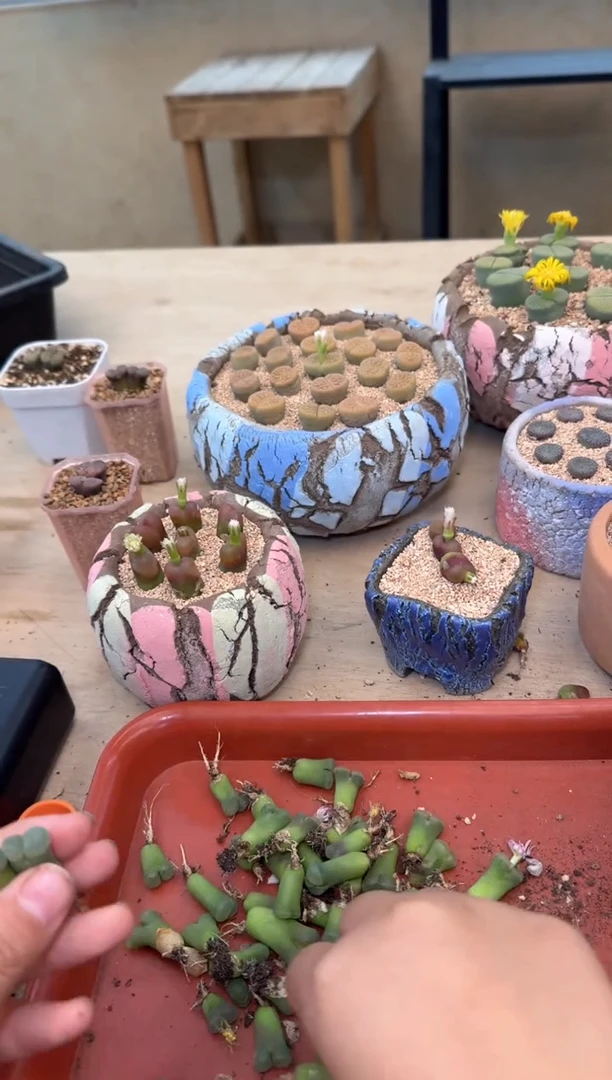 肉锥生石花10.10-108