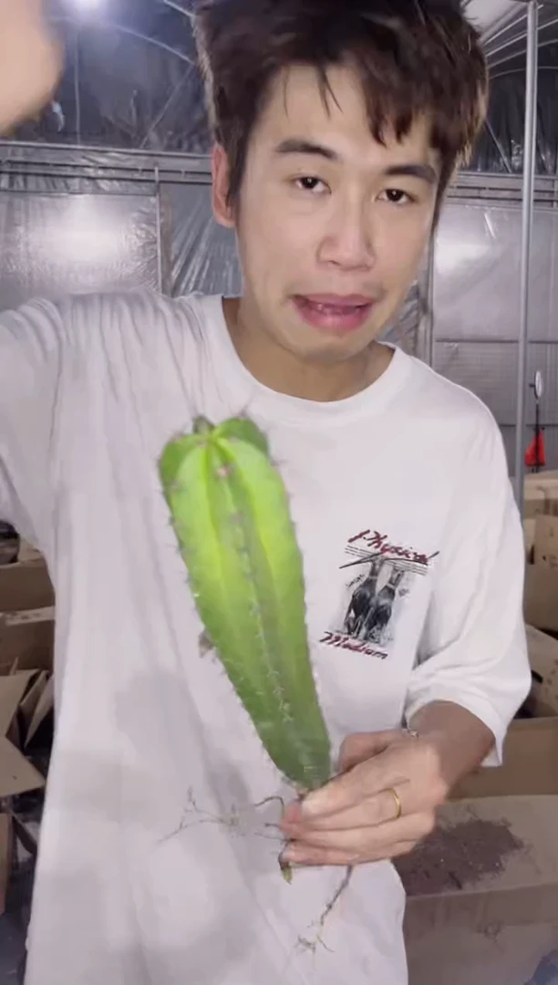 雷神阁【实生根】高15-20cm