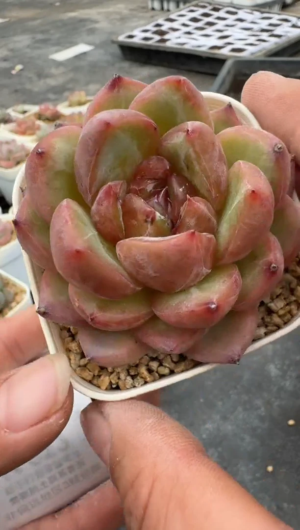 617N带盆土发(6.5cm杯） 当场拍3颗以上包柚 多肉植物 一物一拍