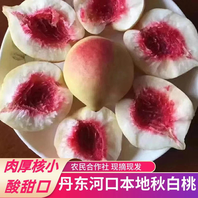 秋白桃丹东河口银白桃离核桃新鲜多汁黑沟宽甸大毛桃桃子旅游特产