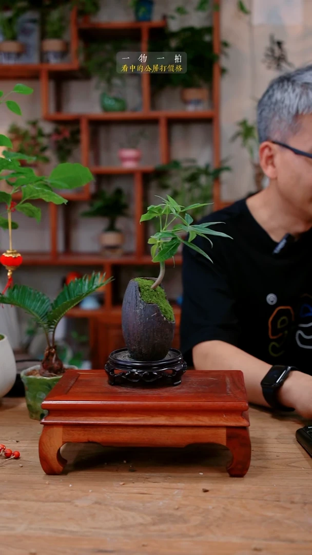 不开花植物会****茄发财树999