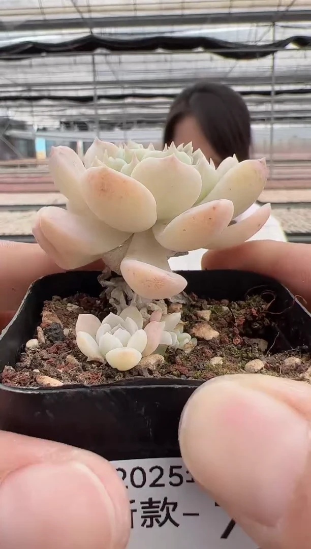 【闪购商品】新款多肉-79