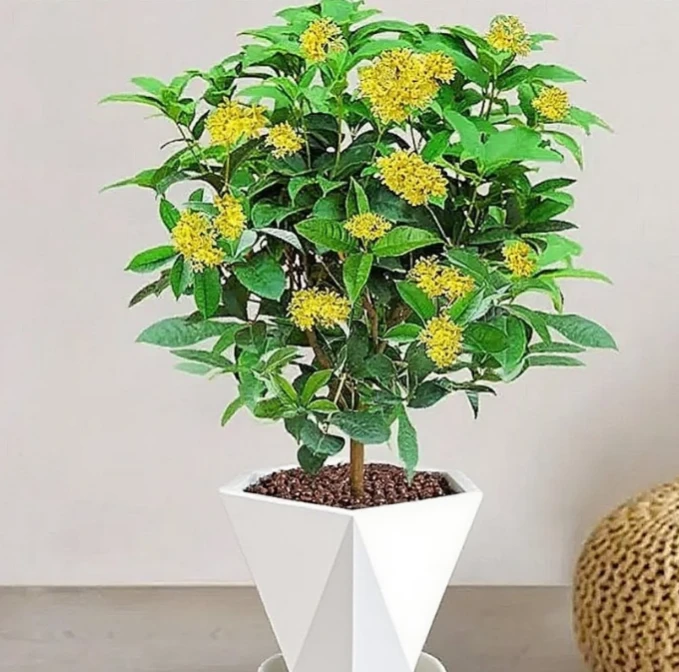 d四季桂花树盆栽月月桂开花带香味阳台室内外好养易活庭院花绿植