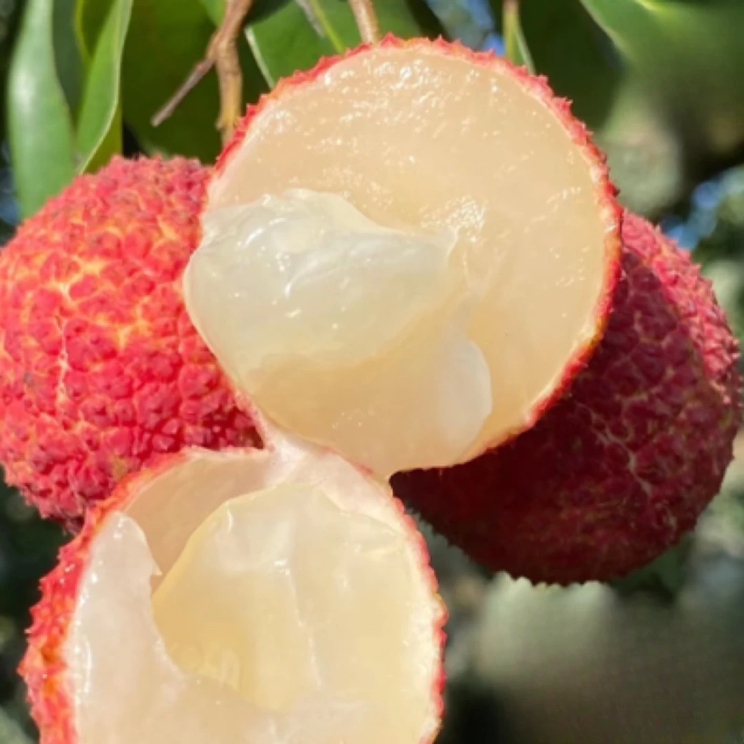 【空运】正宗海南澄迈老树无核荔枝爆甜多汁产地直发现摘现发