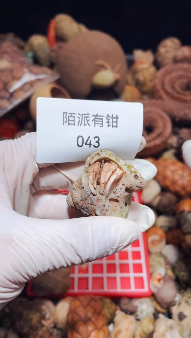 陌派有钳寄居蟹043