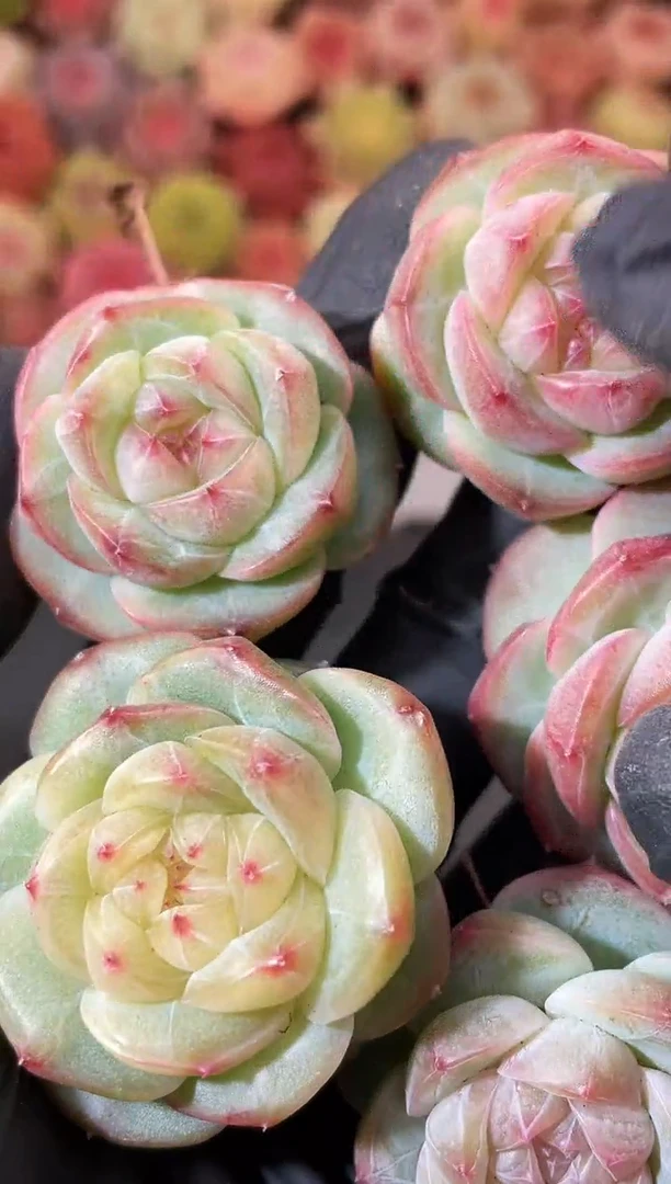 4-2 近水楼台2-3厘米 量拍发一颗